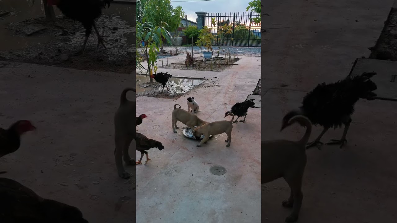 Four Hungry Puppies, One Bowl of Food, Feeding Time = Happiness
