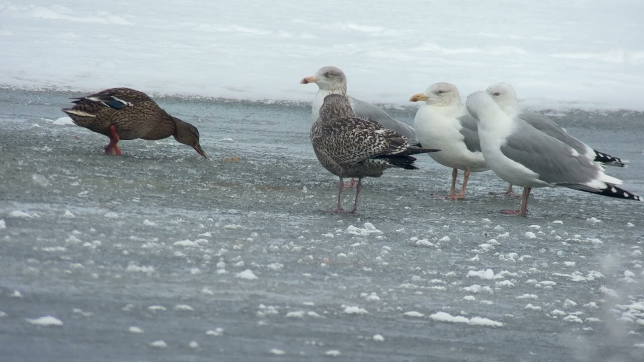 ”Northern” Herring Gull - Flyinge Kungsgård (2026-01-06)