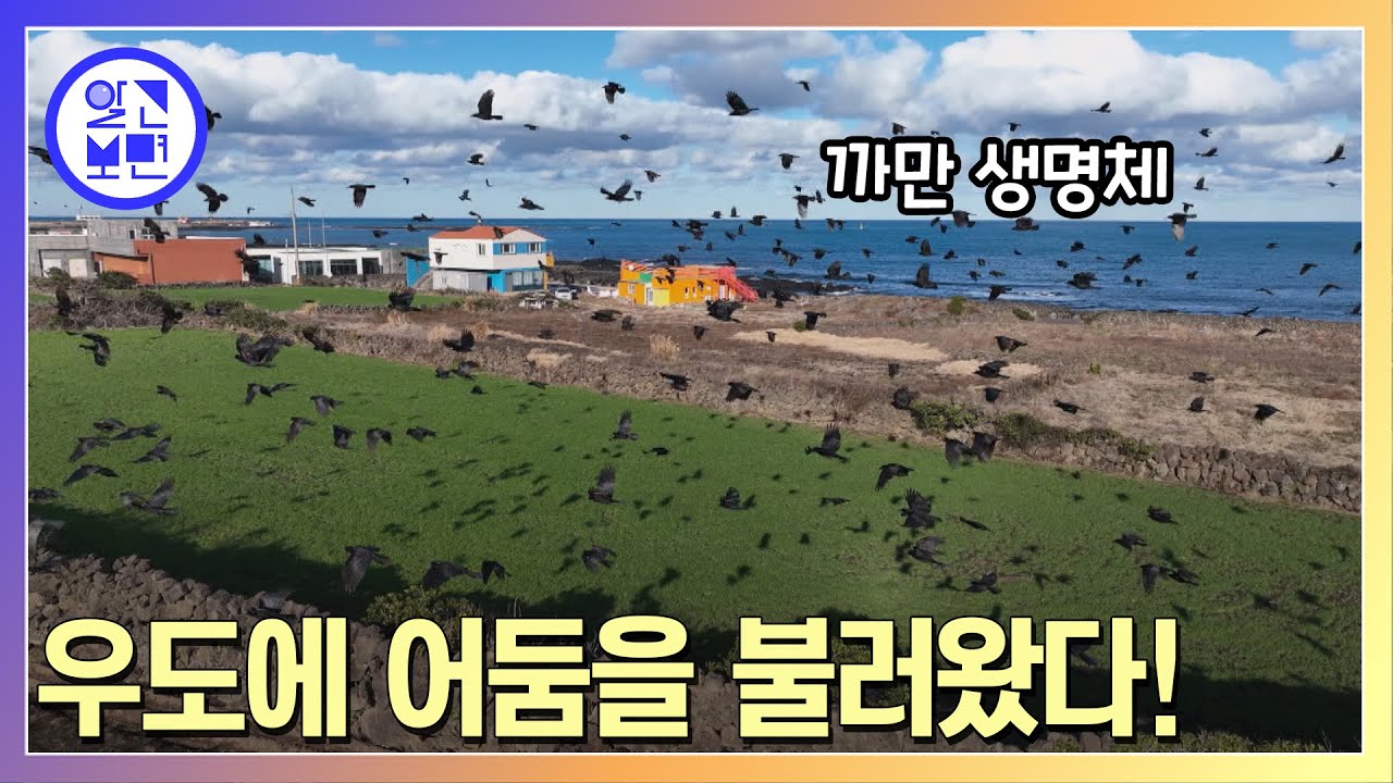 제주 우도를 덮친 검은 무리의 정체는?