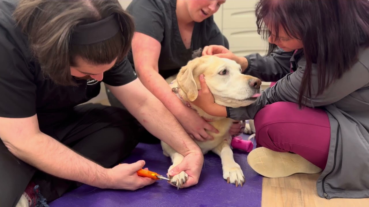 Main Street Veterinary Hospital