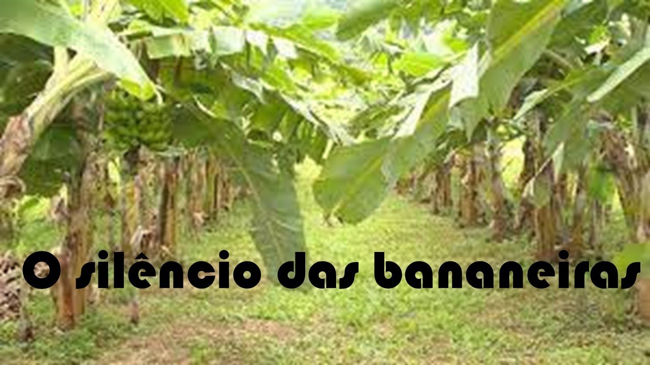 O silêncio das bananeiras
