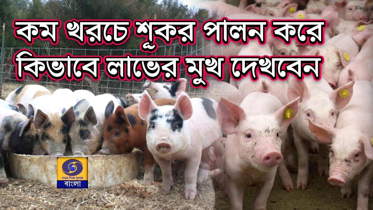 আয় বাড়াতে শুকর পালন | KRISHI DARSHAN | @DDBanglaTV #ddbangla