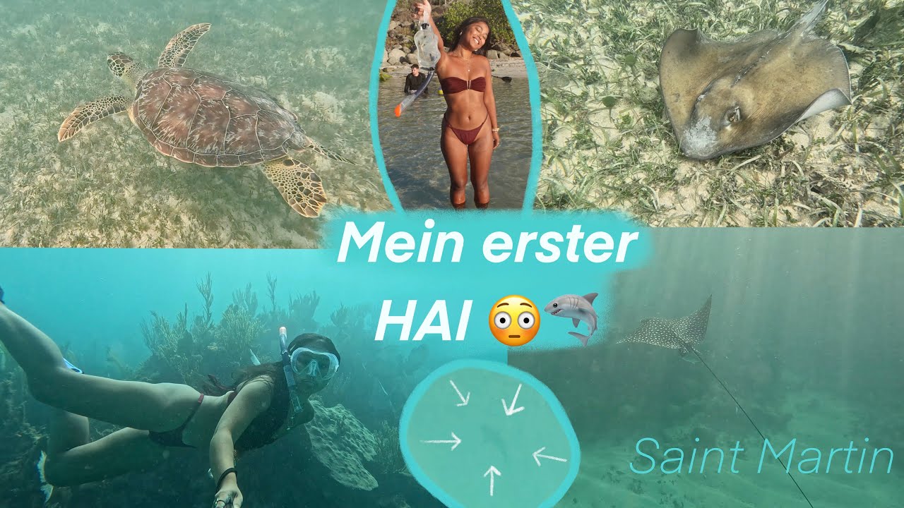 Mit Periode Schnorcheln gehen? -Keine gute Idee 😳🩸🦈 | Hai, Karibik, St. Martin