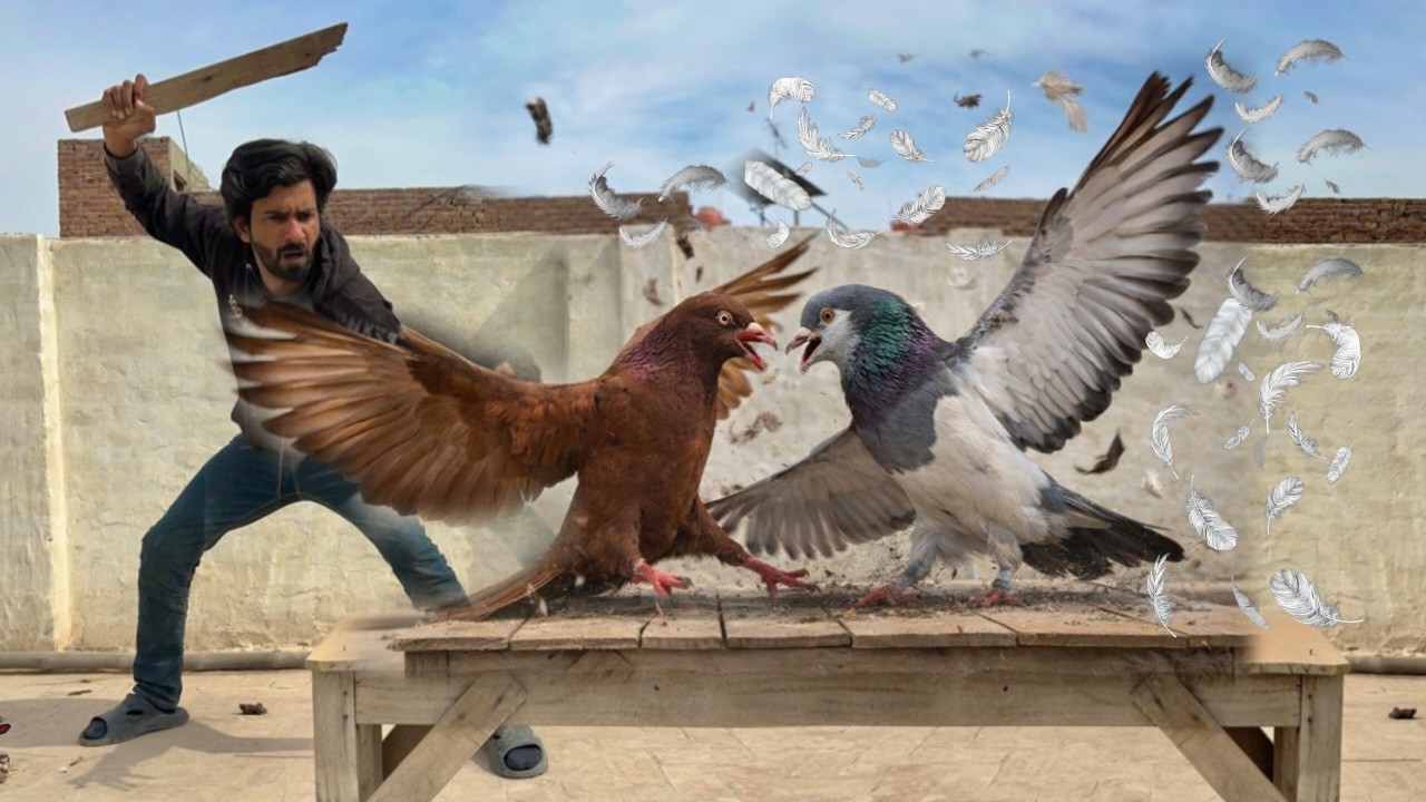 King Sherazi vs Danish Kabutar | Viral Larai 😱