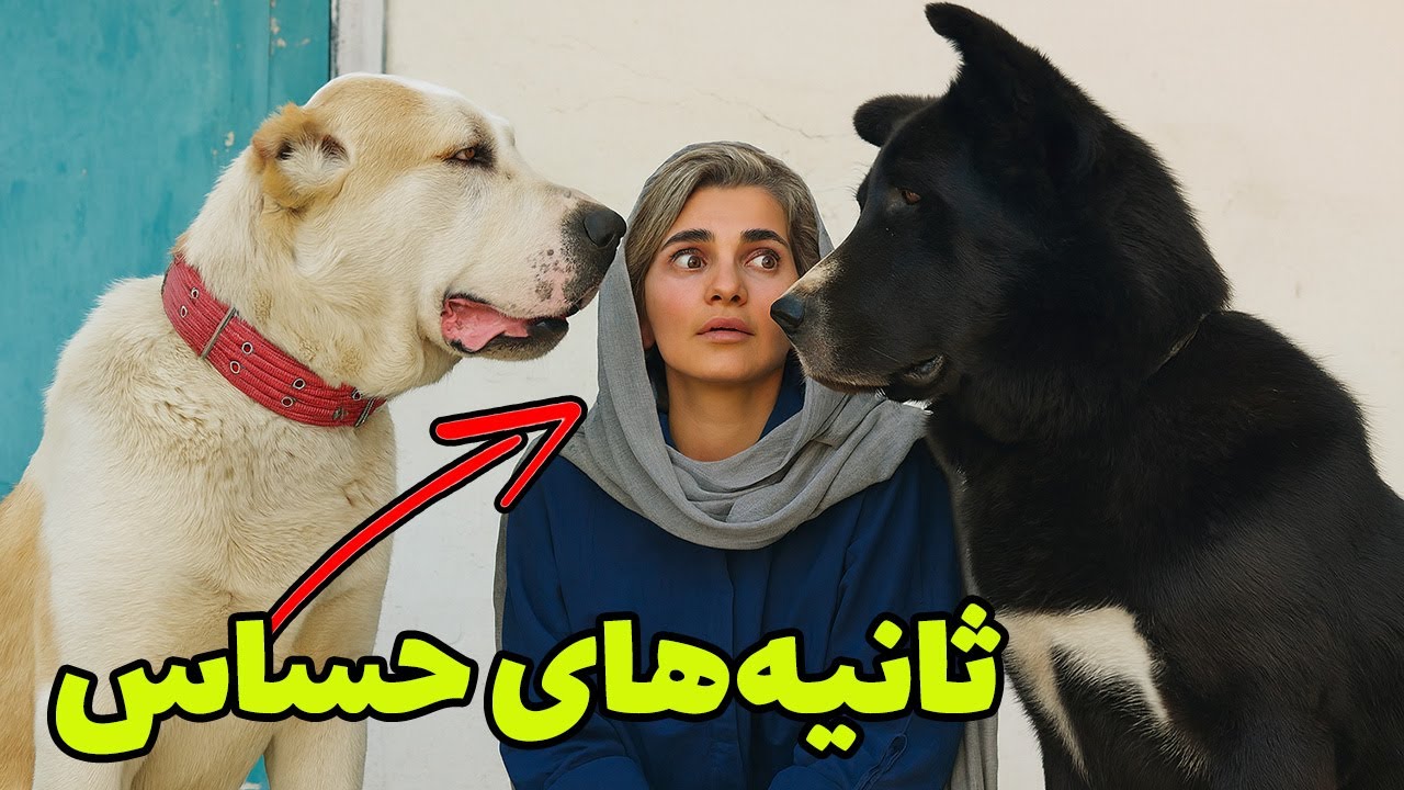 زهرا غلامی | دامپزشکی شجاع در برابر سگ‌های غول‌پیکر😲🐕