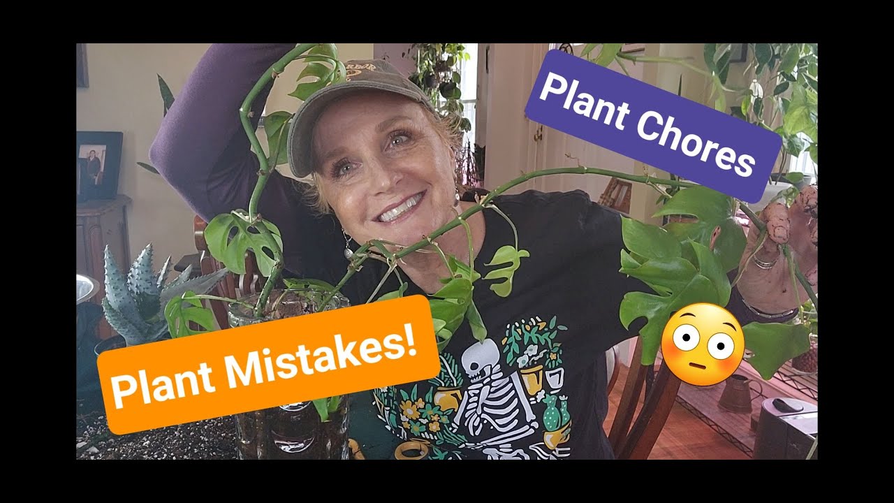 Plant Chores!!  Chatty Repot! Dealing With Damaged & Unhappy Plants! Aloe, Syngonium & Tetrasperma