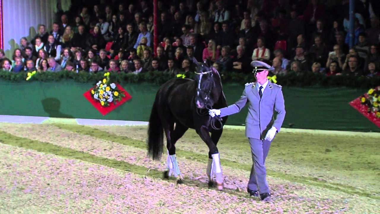Dancier v. De Niro - Lancier / Hengstvorführung Vechta 2014 - Böckmann Pferde
