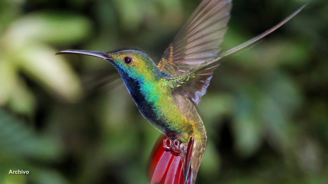Ruta del Colibri