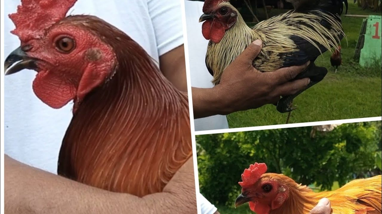 Visiting Levy Mahiwaga Game Farm At Bacoor Cavite Part 2