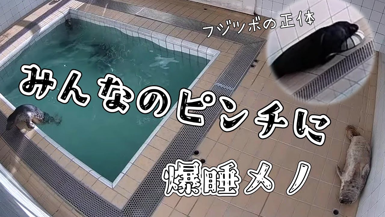 みんなのピンチに爆睡園児メノ フジツボ大活躍で正体現す【アザラシ幼稚園】