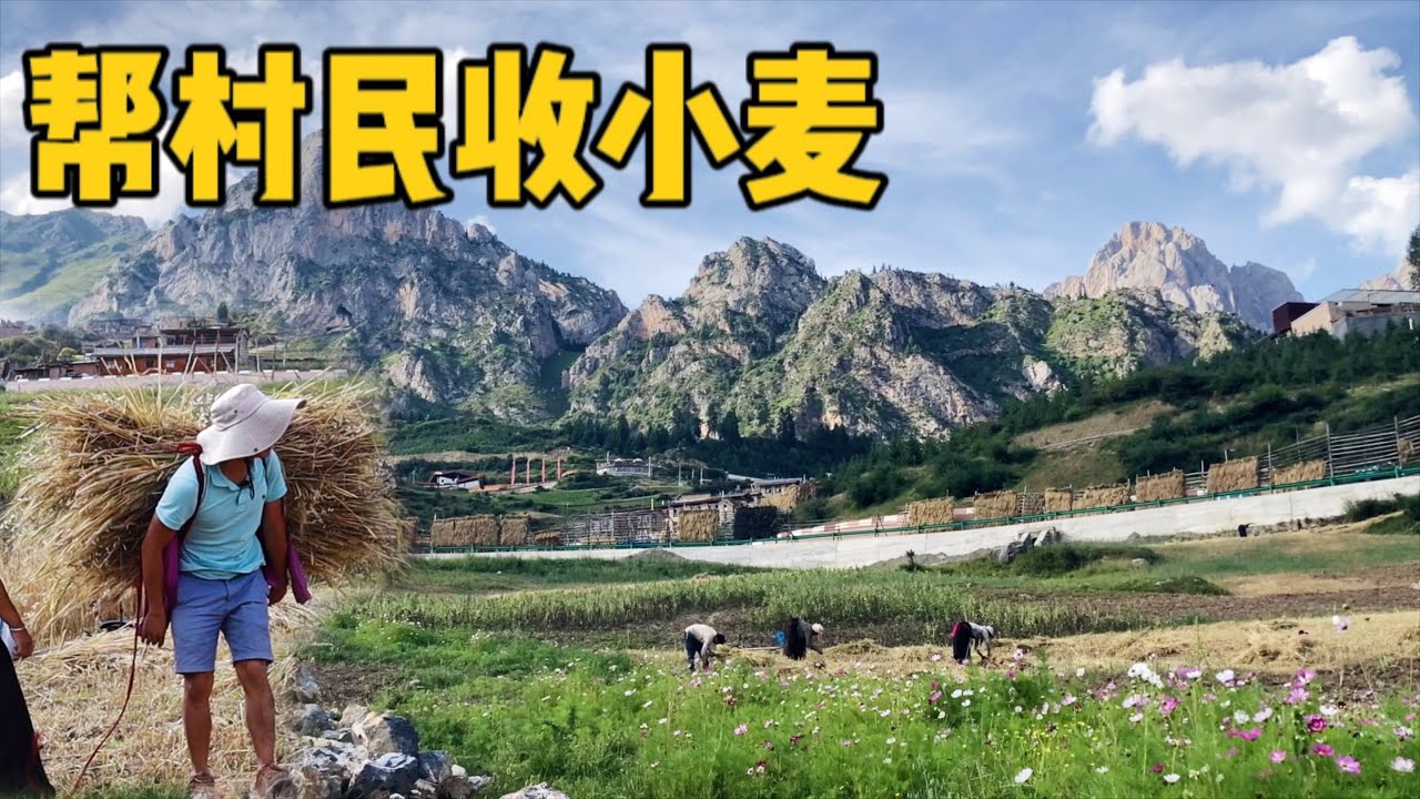 AL216集：阿龙帮扎尕那村民收小麦，大人小孩一起田里干活，3000米海拔真不容易「Eng Sub」