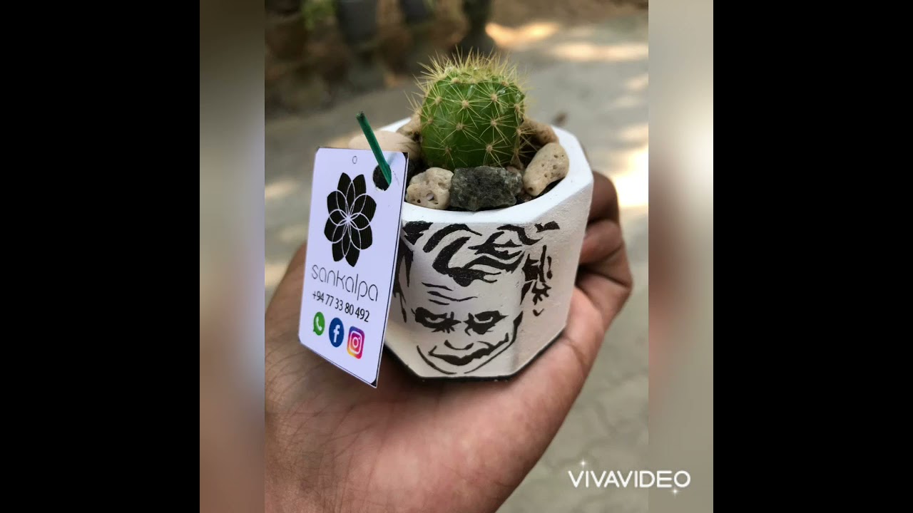 Mini Cactus Gift pot and cactus plant