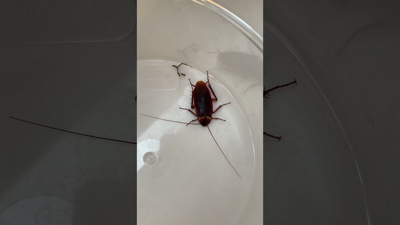 American Cockroach pretends he is very dead.  Closeup view.