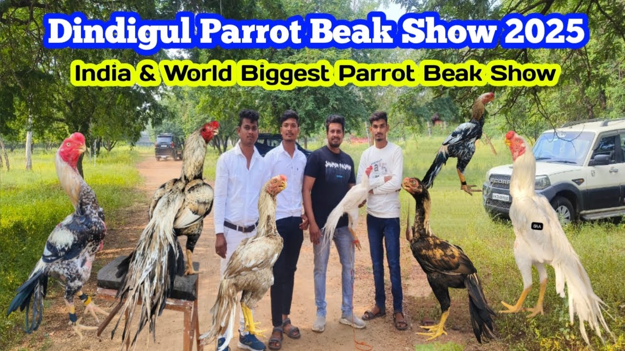 Parrot Beak Temper Tail Dindigul Biggest Show.. #parrot  #indianparrotbeaklongtailaseel #exhibition