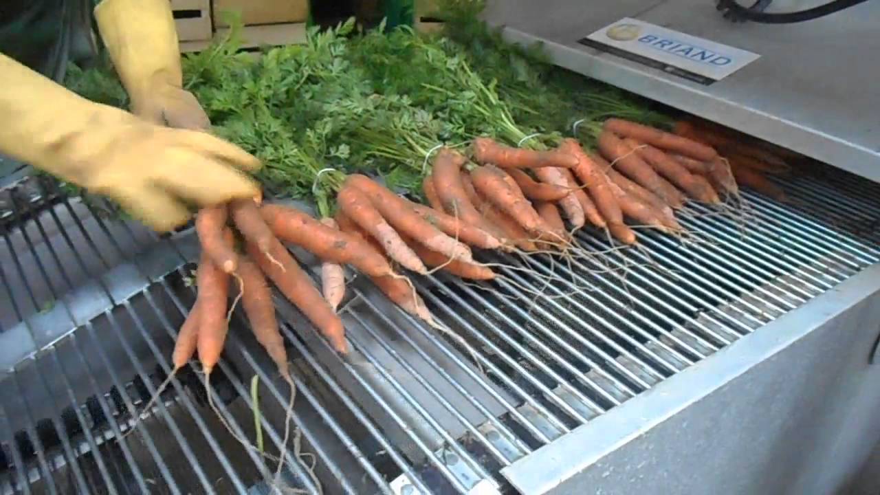 LCF washing carrots bunch