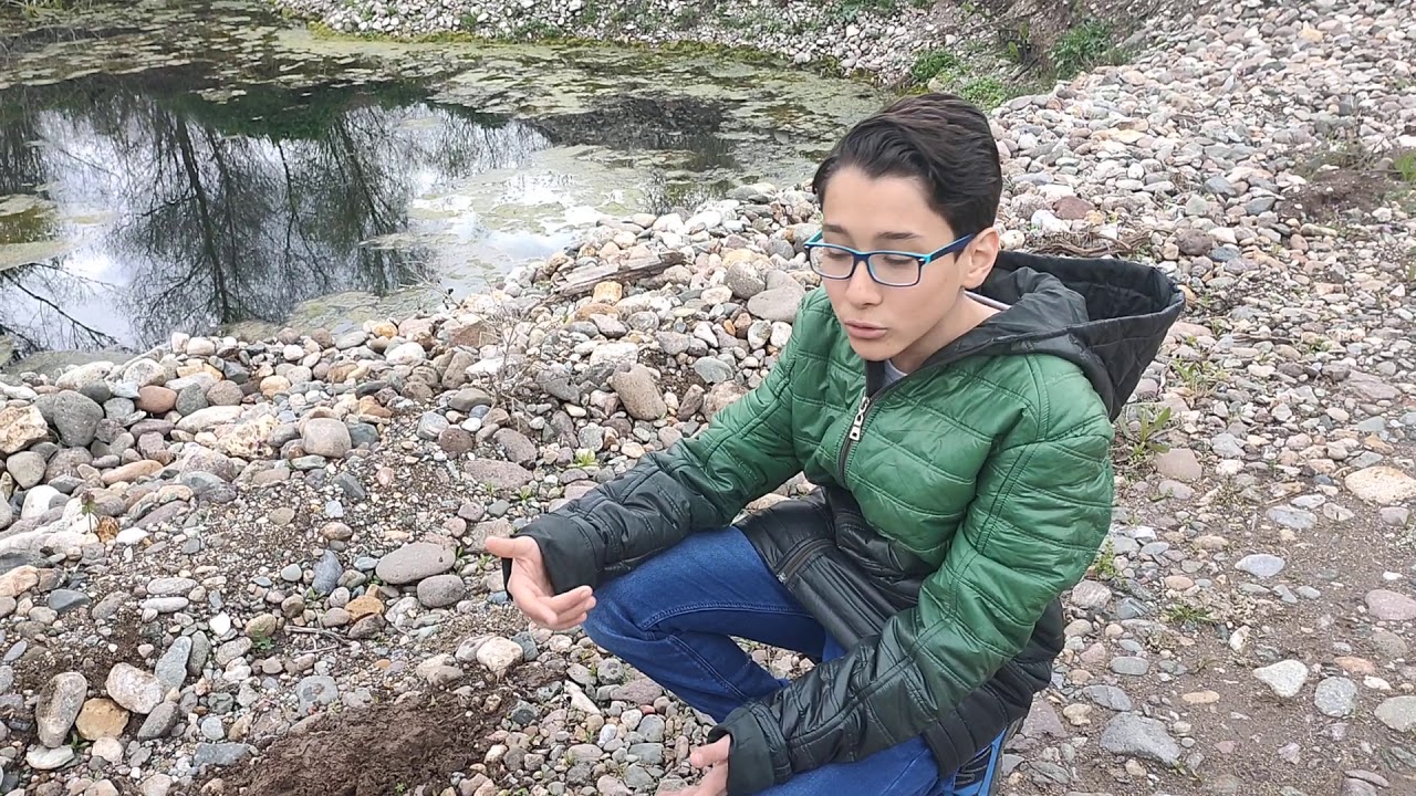 AĞAÇ KURBAĞASI / Hyla orientalis