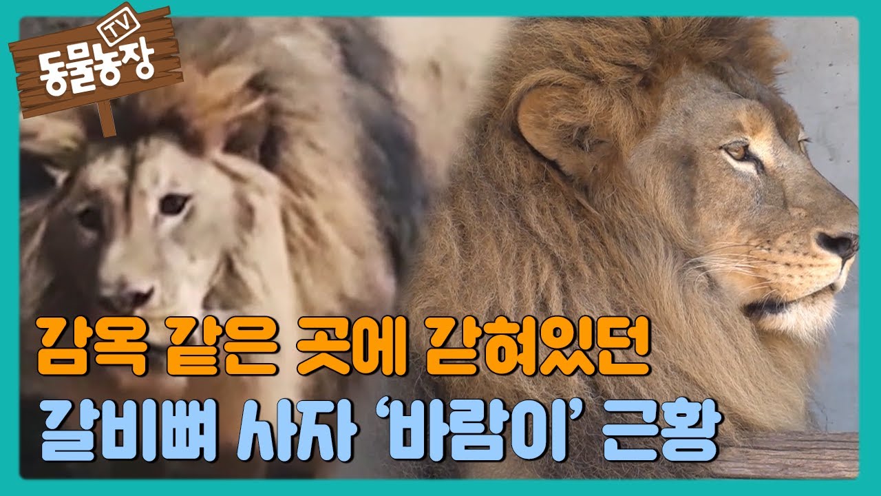 늠름한 사자로 변하는 중인 갈비뼈 사자 바람이! #TV동물농장 #AnimalFarm #SBSstory