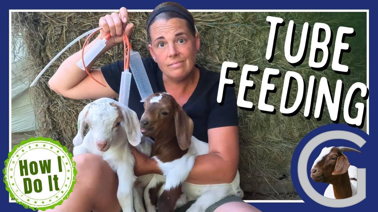 How to Tube Feed Goat Kids or Lambs - What Supplies You Need & How to Do It