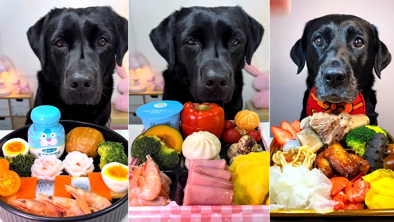 Испытание роскошным кормом для собак 🐶 | Черные лабрадоры пробуют куриные крылышки, морепродукты,...