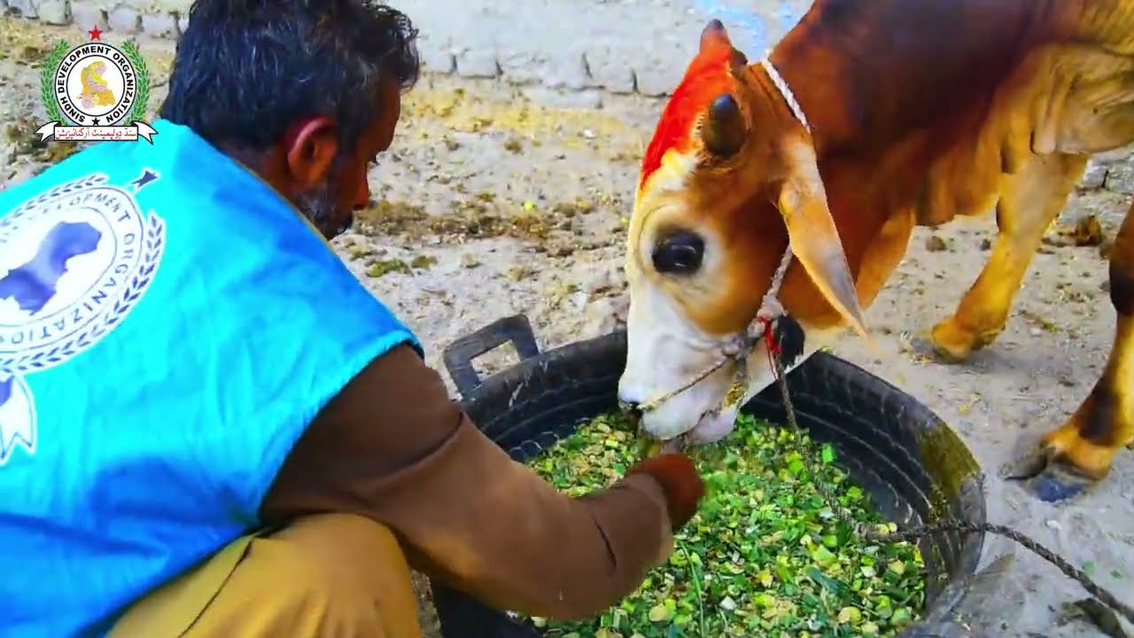Qurbani Project 2021 | Sindh Development Organization