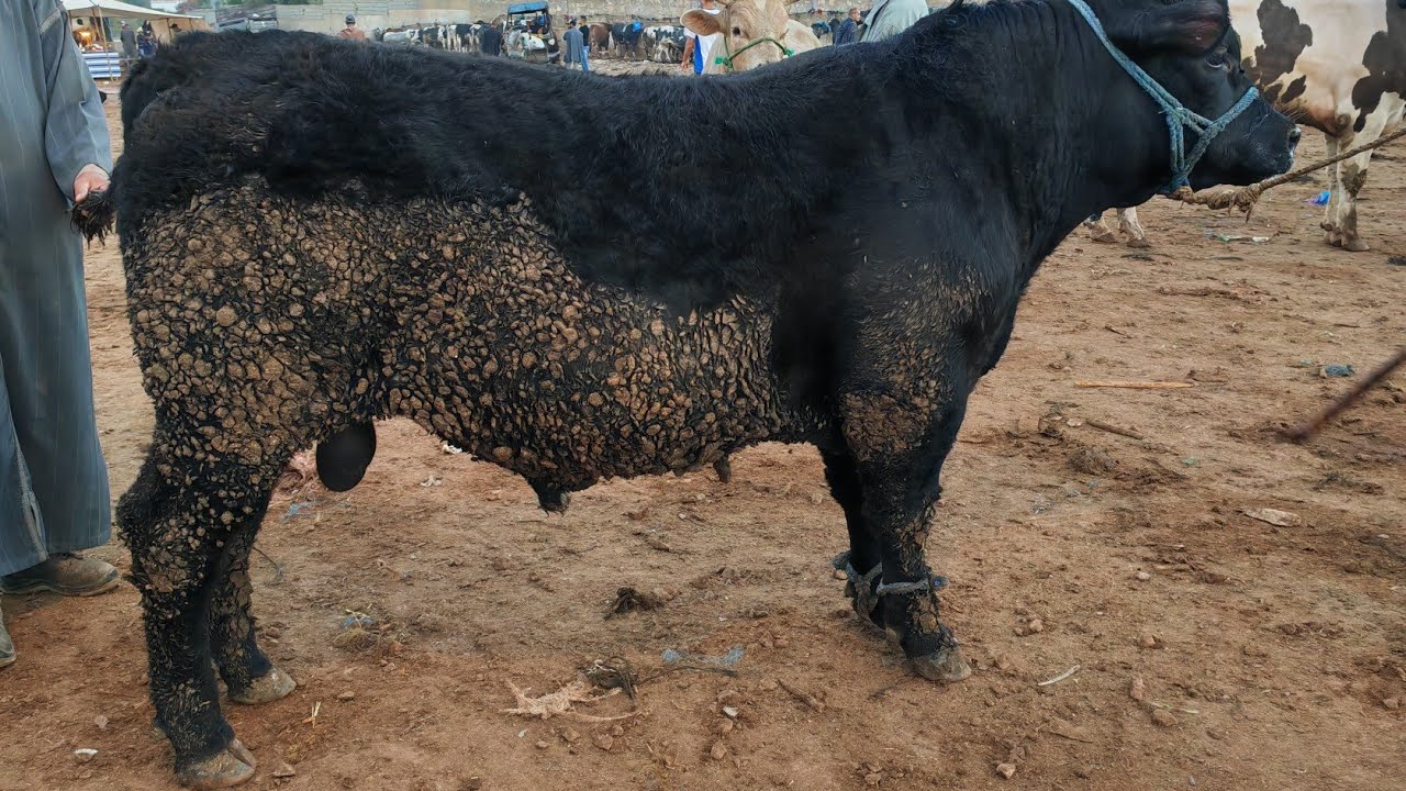 العجل الكسابي والعجلة ديال الحليب من سوق سبت سطات مع الاتمنة 