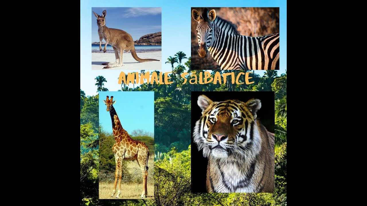 Animale sălbatice pentru copii. &Icirc;nvăţăm Tigrul Girafa Zebra Cangurul. Curiozităţi #animalesalbatice