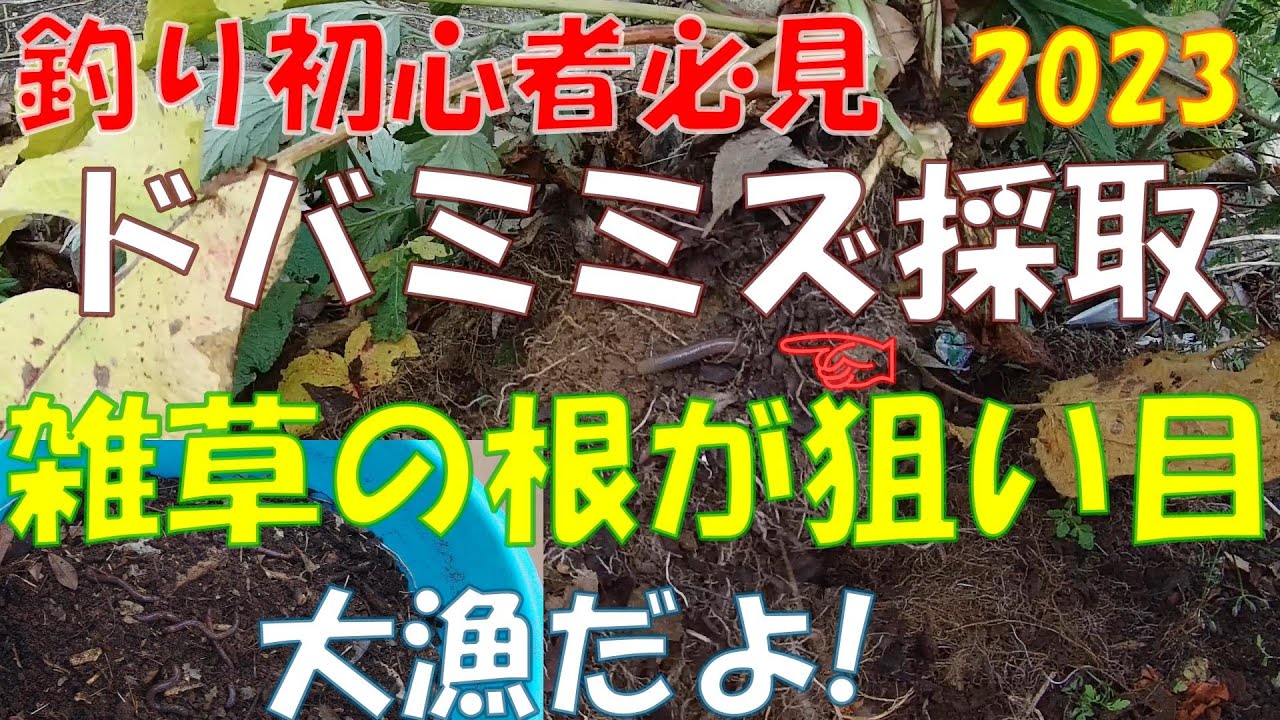 【釣り初心者必見】2023『ドバミミズ採取』★雑草の根が狙い目★大漁だよ!