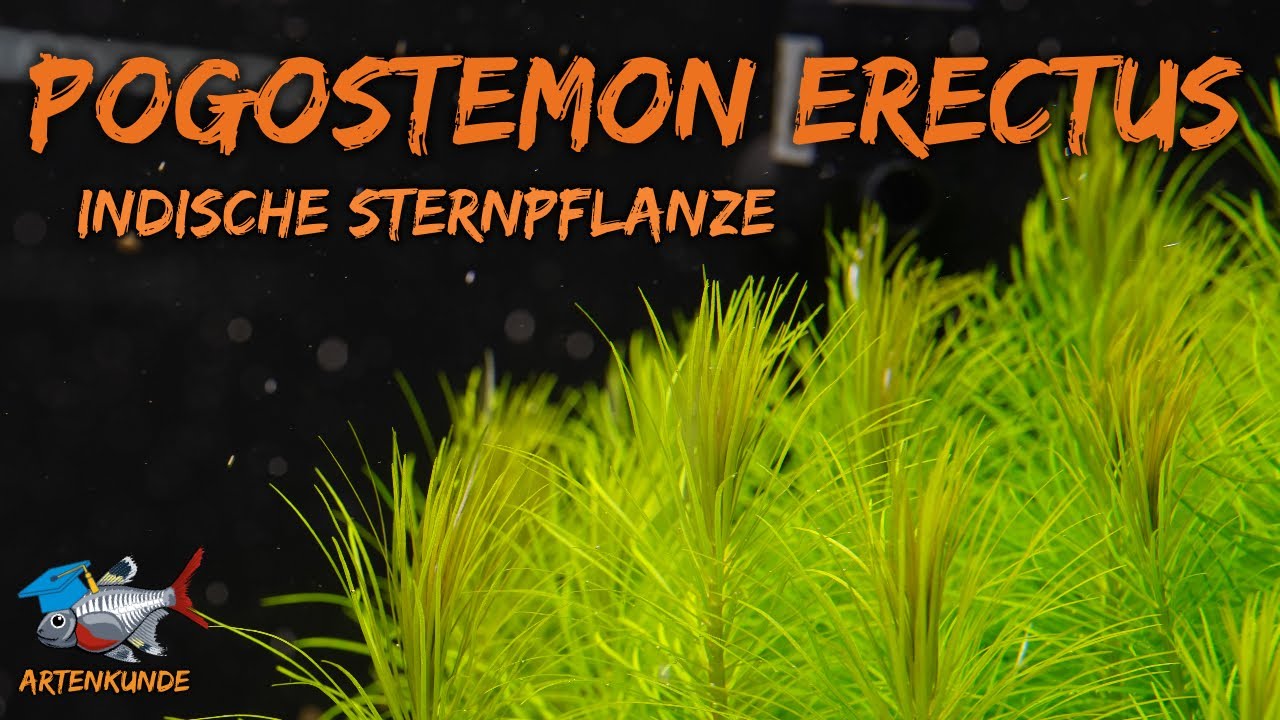 Indische Sternpflanze - Pogostemon erectus | Aquaddicted! Artenkunde | XMAS Edition - T&uuml;rchen 19