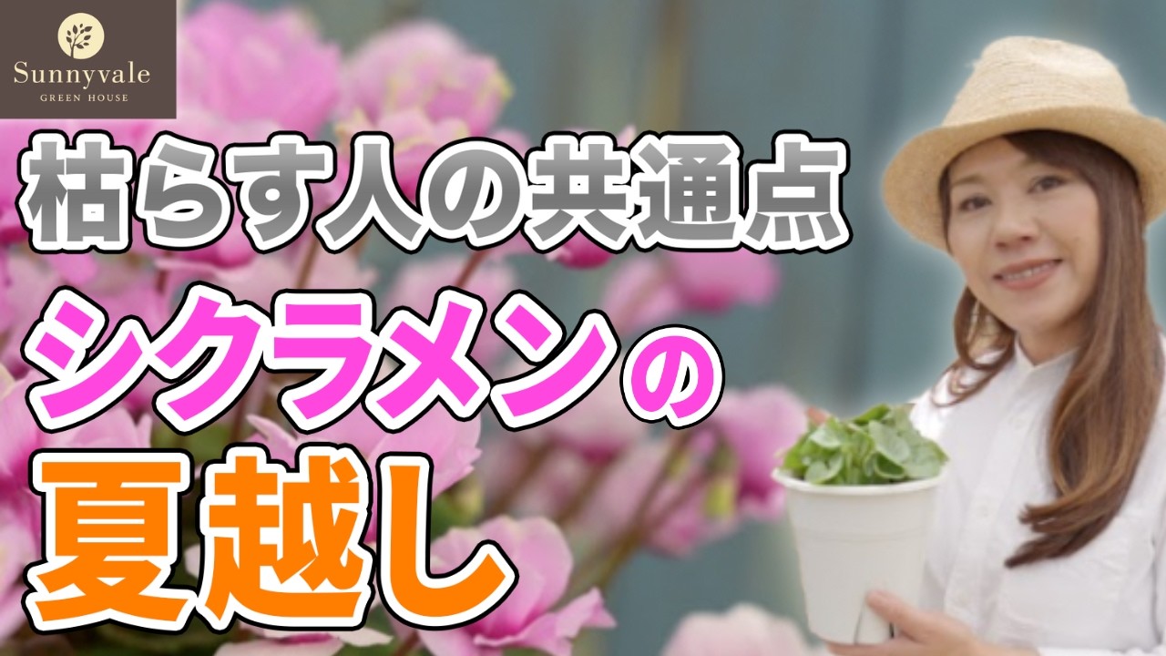 【2025年最新シクラメンの育て方】夏越しのやるべき管理とNG行動！やってよかった方法をご紹介＃底面吸水鉢　#ウェット法