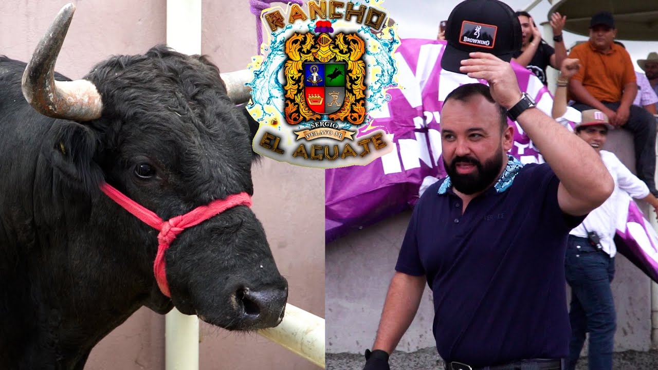 ¡PRESENTANDO 12 TORAZOS NACIDOS EN SU RANCHO! RANCHO EL AGUAJE EN BIENVENIDA UNIVERSITARIA DEL CUCBA