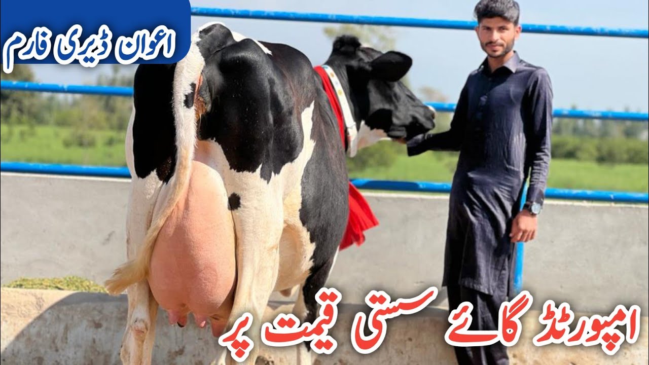 Awan Dairy Farm | Australian cows |Big cows | Best breed ever | 17 March 2023