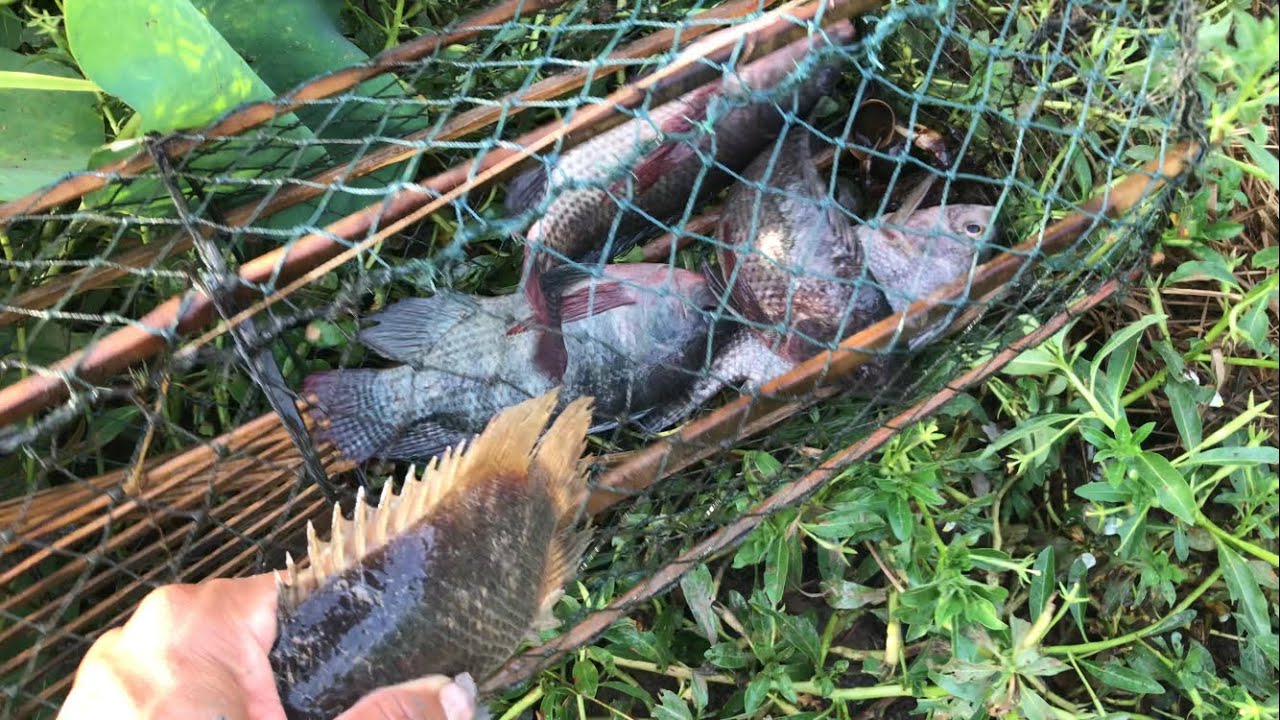 Fishing videos,Fishing traps