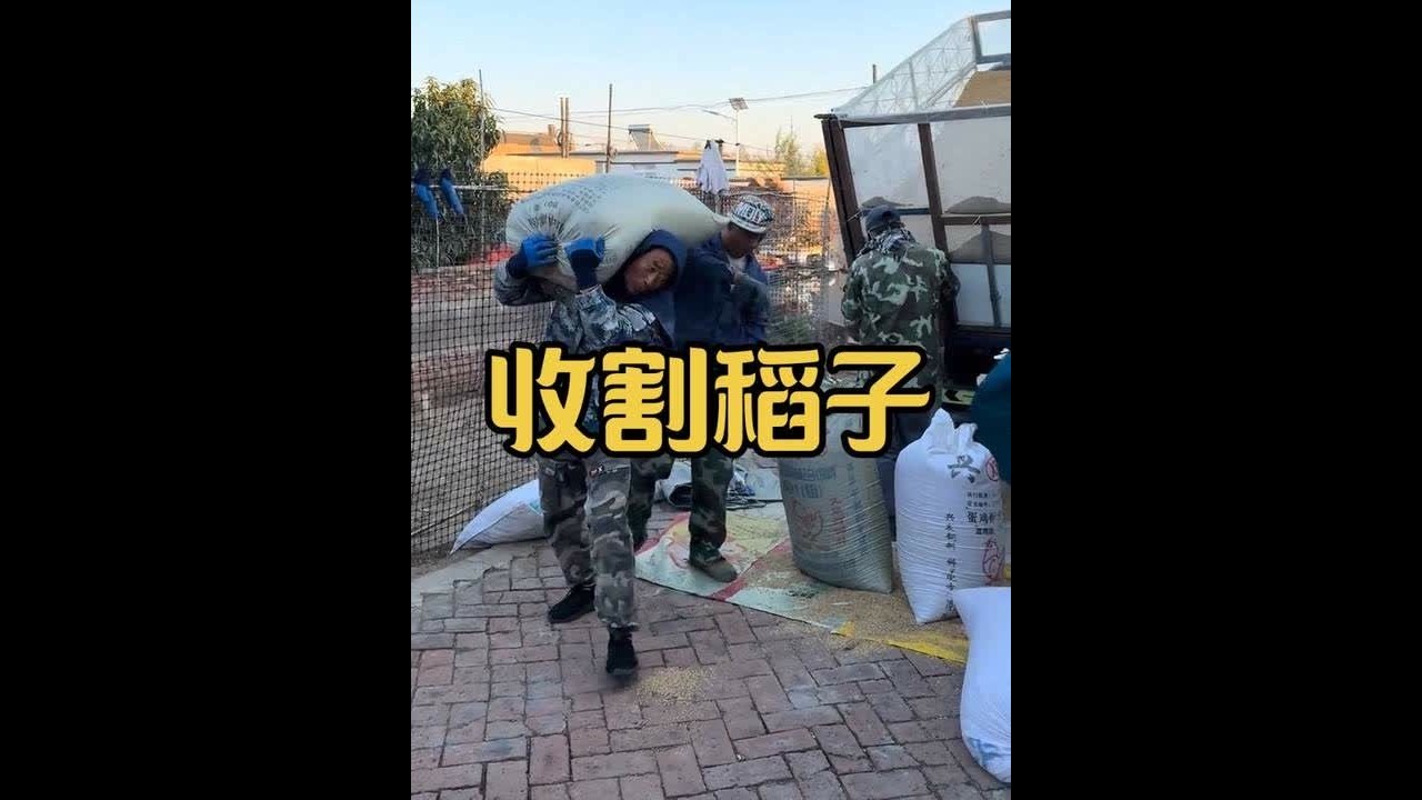 只有亲身体验过的人才知道 春种秋收四个字需要付出多少辛勤汗水～又是一年秋收的季节 希望每个农民的付出都能不被辜负～#农民丰收节 #记录我的农村生活 #收水稻