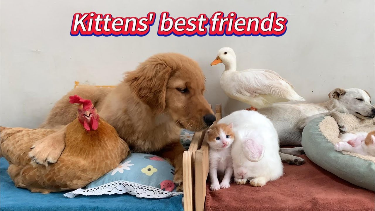 Kitty's friends all love Kitty's kittens. So funny and heartwarming! The cute animals live in peace!