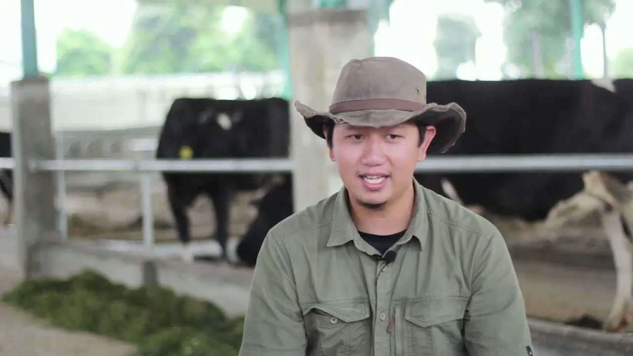 Peternak Millenial Sapi Perah - Podcast Pakan