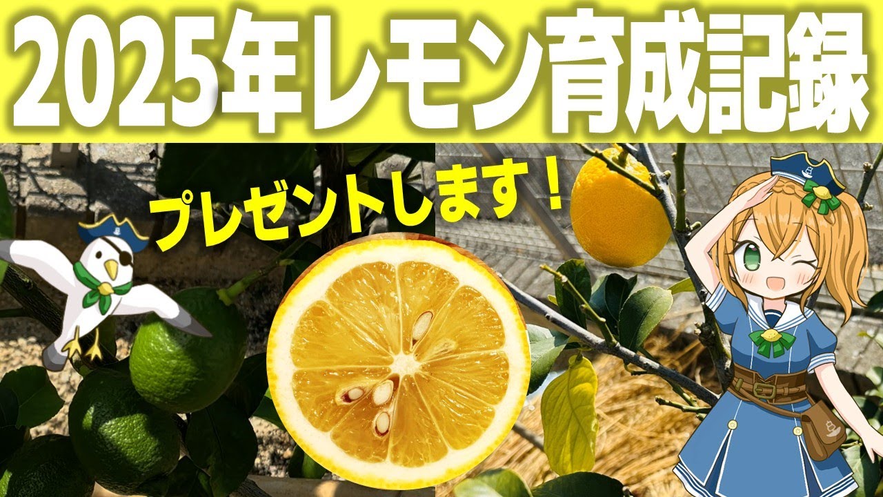 【プレゼント有】2025年レモンの育成記録を全てお見せします🍋 #テゾロ農園団 #果樹副業チャレンジ #ビアフランカ