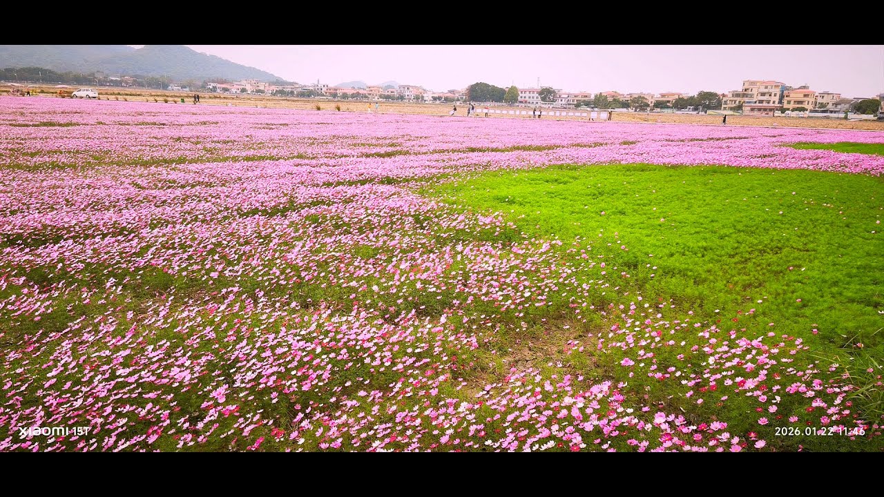 中山崖口村 格桑花田 1
