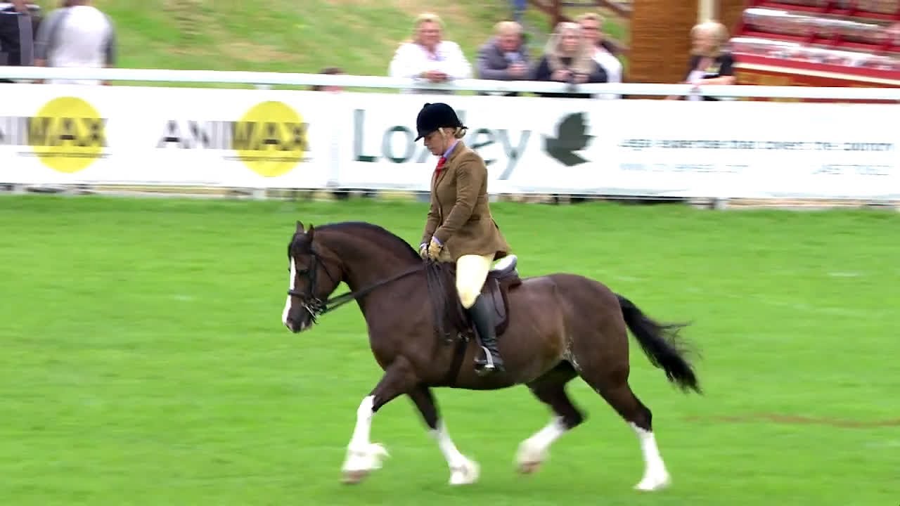 Merlod Cymreig Cob - tan gyfrwy | Welsh ponies cob type - ridden