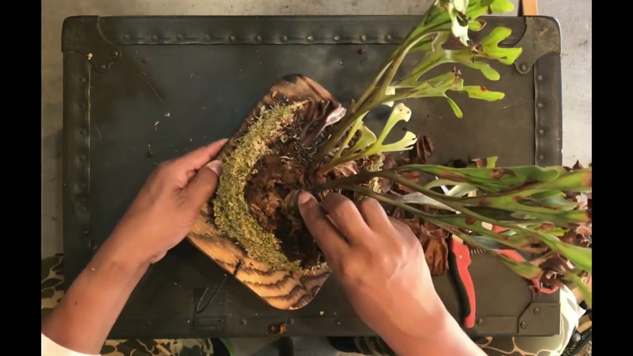 山採りリドレイ編