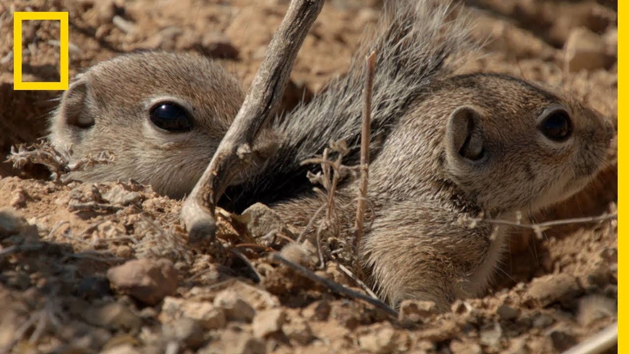 Une maman écureuil antilope d'Harris affronte un serpent