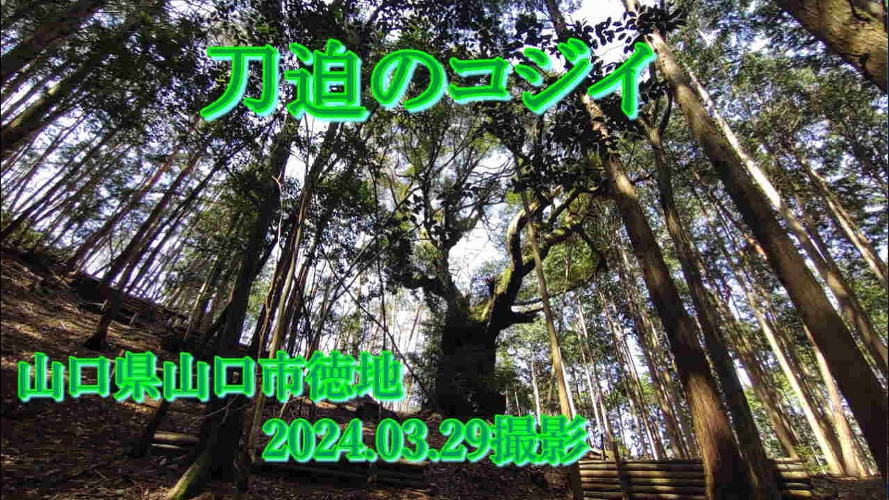 刀迫のコジイ　2024.03.29撮影