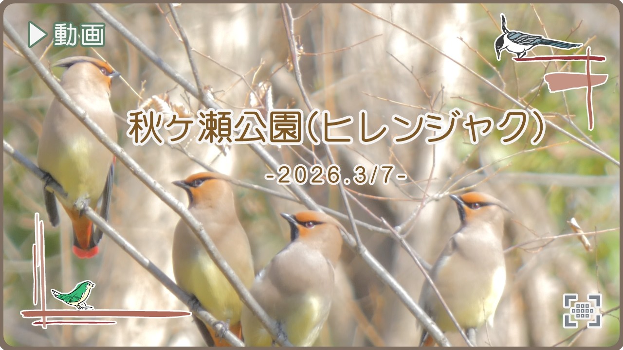 【 野鳥探索 】　秋ヶ瀬公園（ヒレンジャク）　2026.3/7
