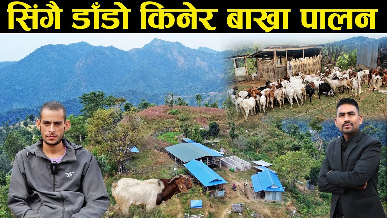काका-भतिजले बाख्रा पालन गर्न १ करोड ५० लाख खर्च गरे - Goat husbandry in the hill side