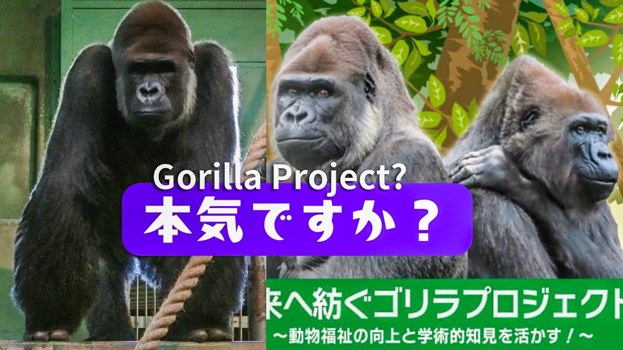 Is Chiba Zoo finally serious about the animal welfare of the two lone gorillas? #5/5｜0326