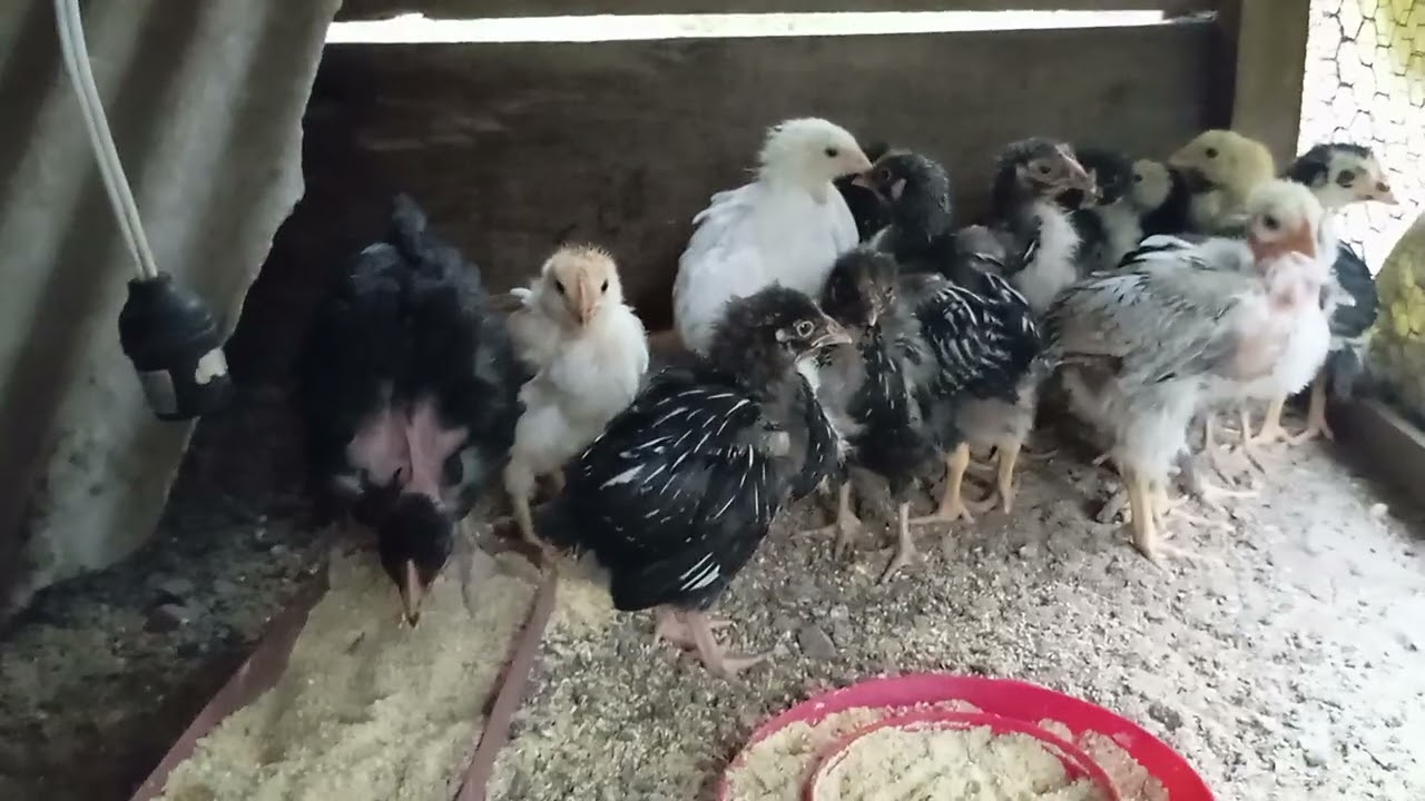 Mostrando os pintinhos e os novos cabritinhos.