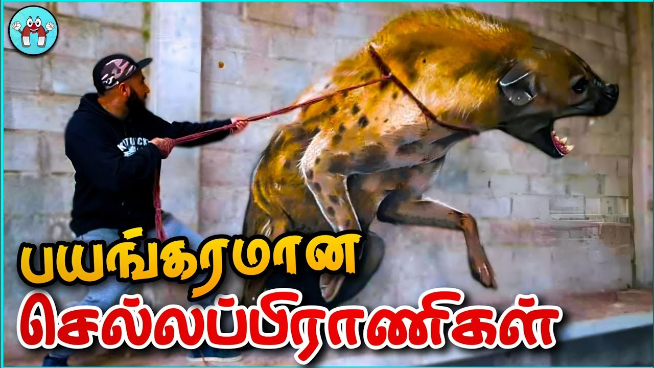 மிரளவைக்கும் செல்லப்பிராணிகள் | Dangerous Pets | The Magnet Facts