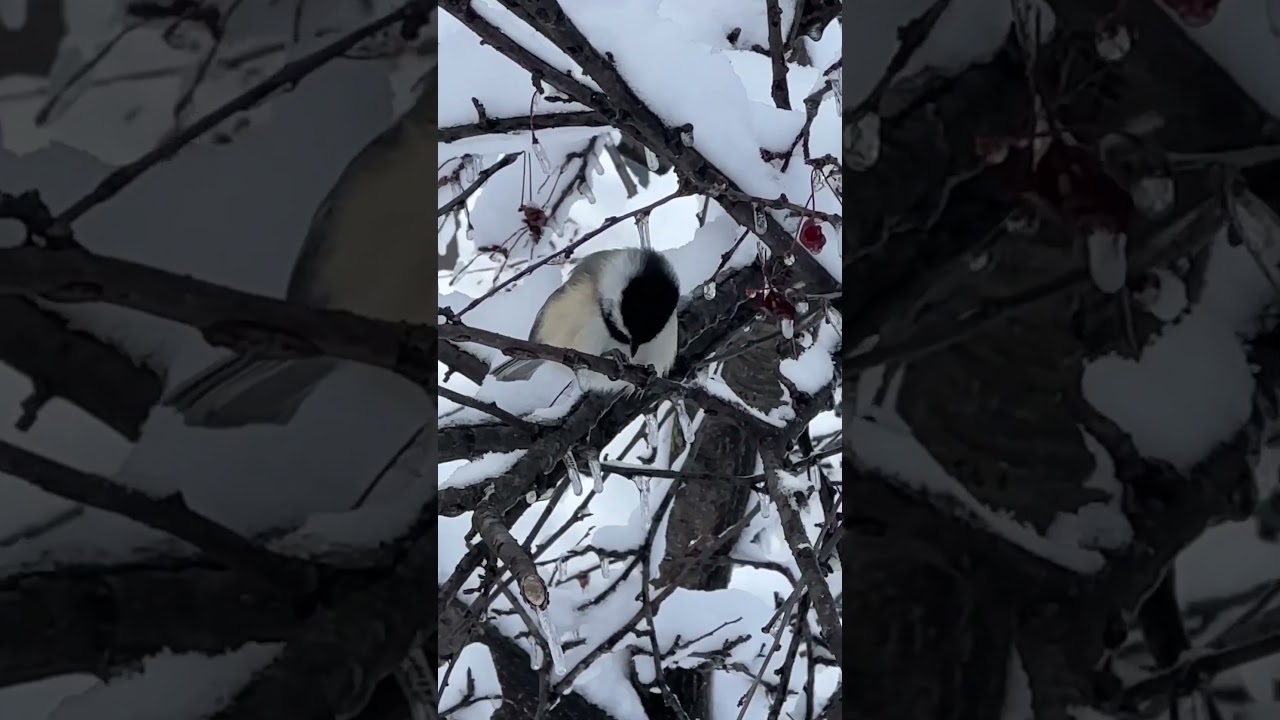 बर्फात बसलेला Black-capped Chickadee 🐦❄️ हिवाळ्यातील सुंदर निसर्ग!😍