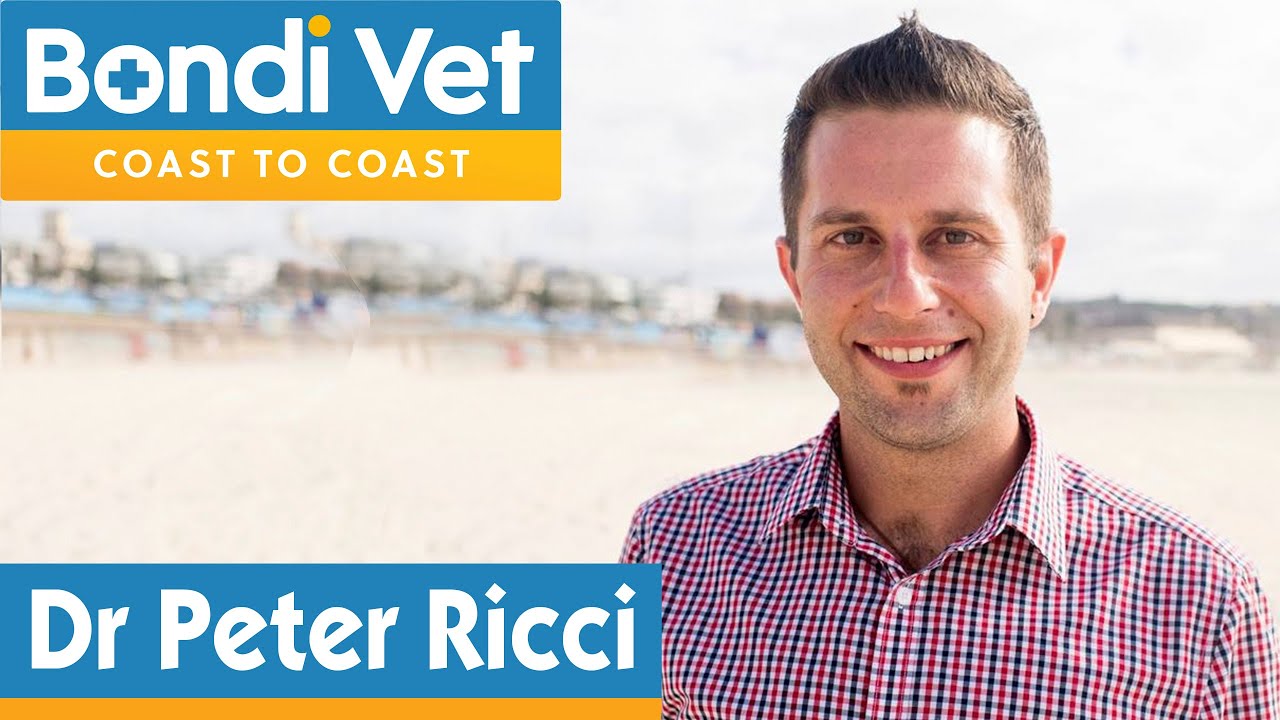 Meet New Bondi Vet | Peter Ricci
