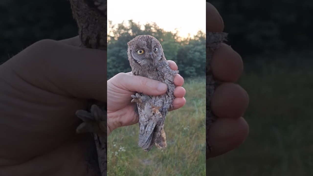 Review of the SPLUSHKA owl (light color)