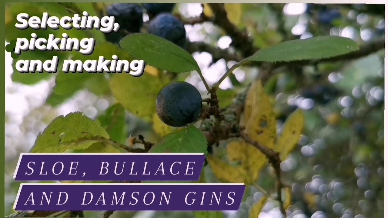Sloe Gin - Making, picking and selecting the right fruit